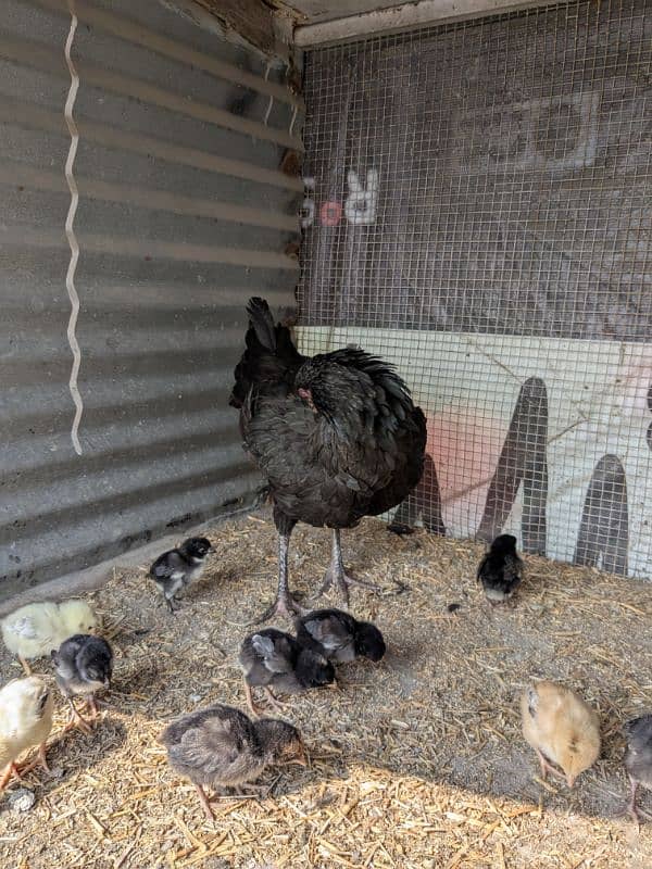 pure aseel hen with chicks/ aseel murgi or choozy 2