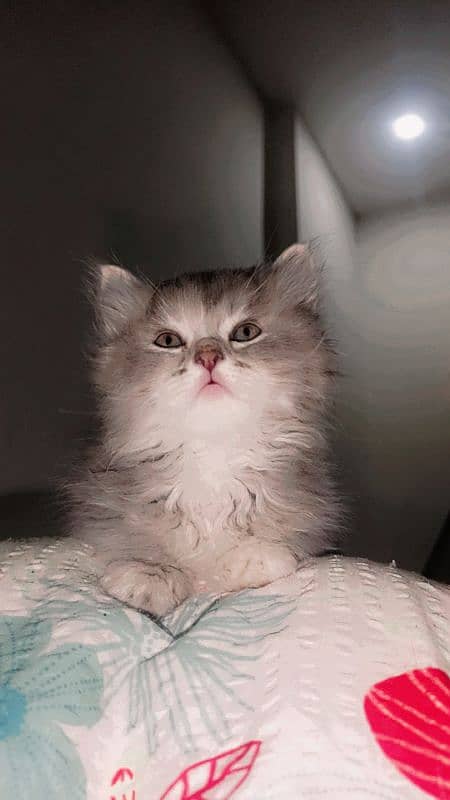 gray Persian kitten| triple coated| doll face| +923708336173 0