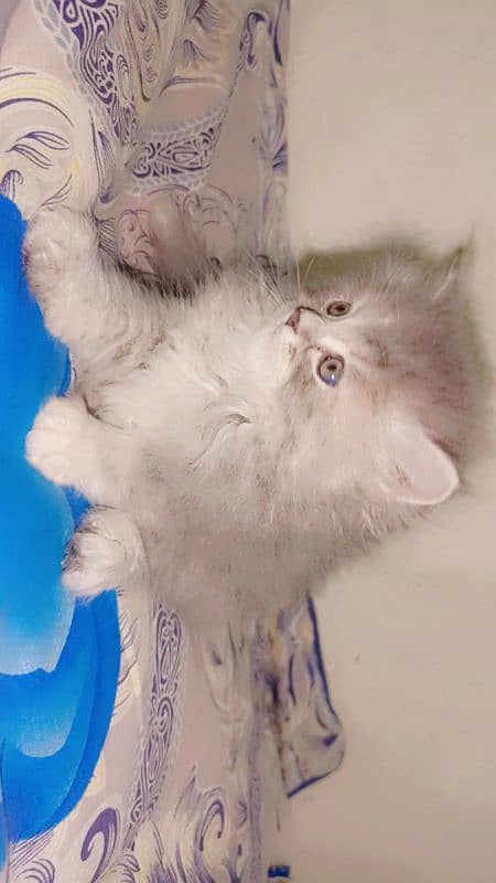 gray Persian kitten| triple coated| doll face| +923708336173 1