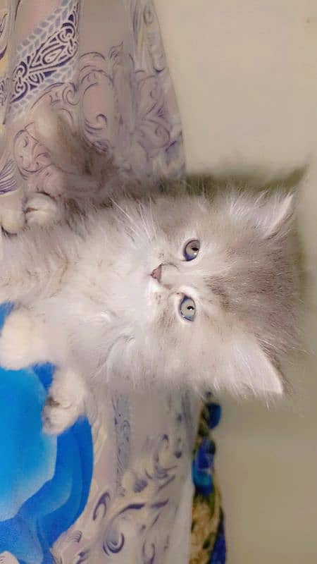 gray Persian kitten| triple coated| doll face| +923708336173 2