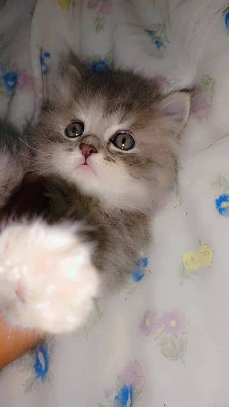 gray Persian kitten| triple coated| doll face| +923708336173 3