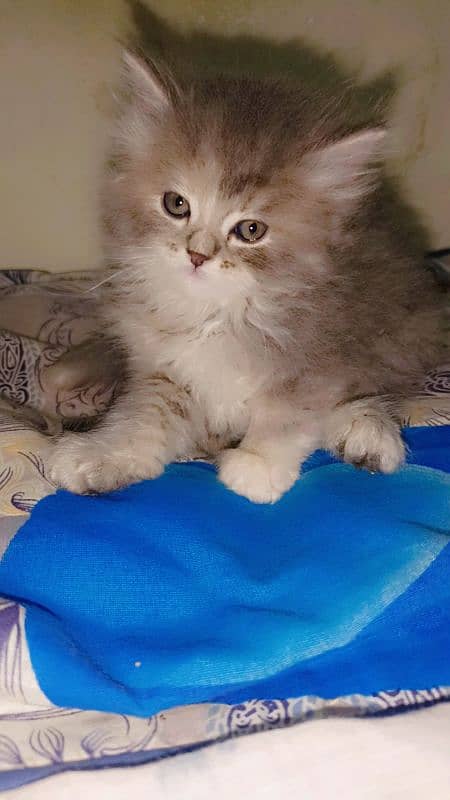 gray Persian kitten| triple coated| doll face| +923708336173 4