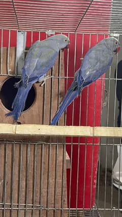 Double factor Voilet Ringneck pairs