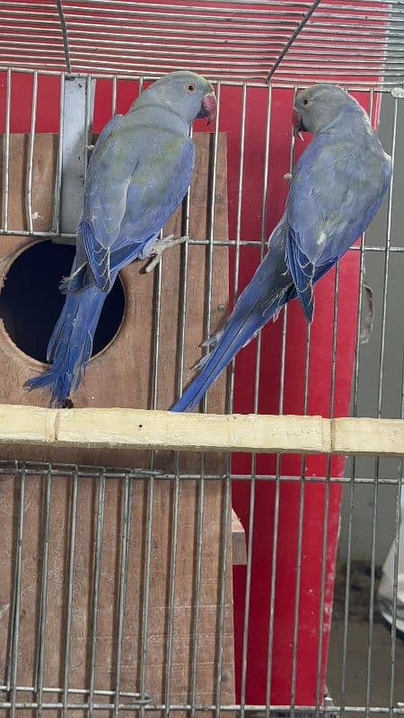 Double factor Voilet Ringneck pairs 1