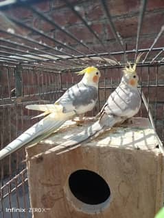 Pied cockatiel pair Urgent sale