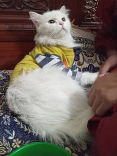 Female Persian cat