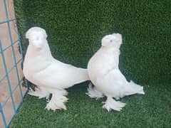 fancy pigeons/Kabuter/pouter/megpai reverse/Sadle Fril/Bokhara/Danish