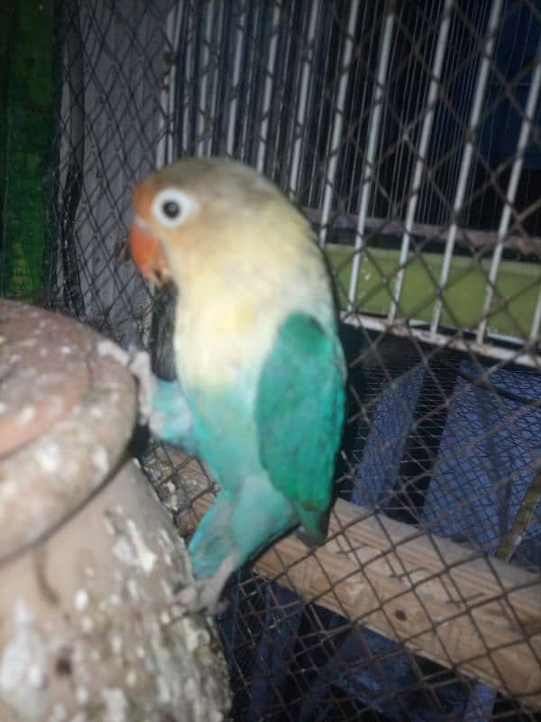 Love Birds Breeder Pairs For Sale in Sargodha 4