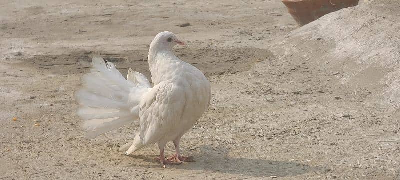 Pigeon white lucky pair 0