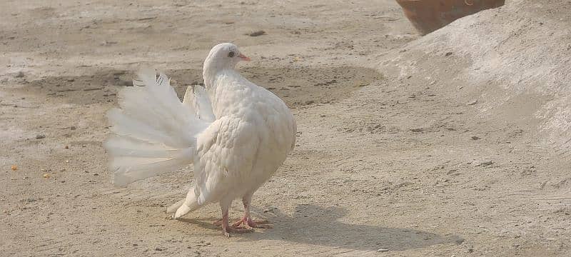 Pigeon white lucky pair 3