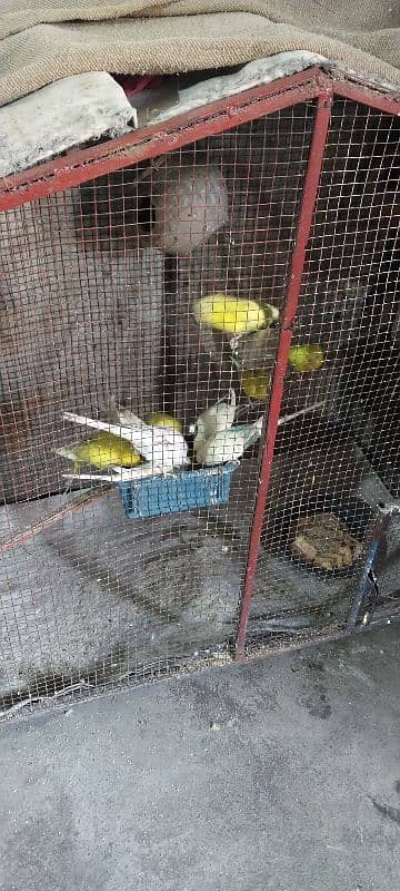 Australian Parrots 0