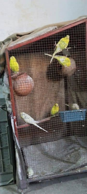 Australian Parrots 3