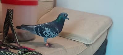 qasid pigeon breeder pair