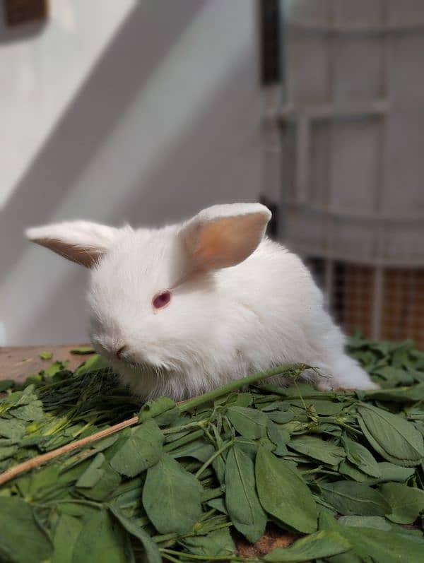 Holland Lop Rabbit Baby 30 Days Baby Beautiful 0