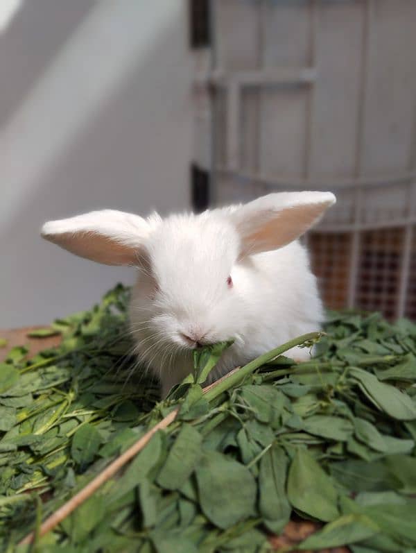 Holland Lop Rabbit Baby 30 Days Baby Beautiful 1