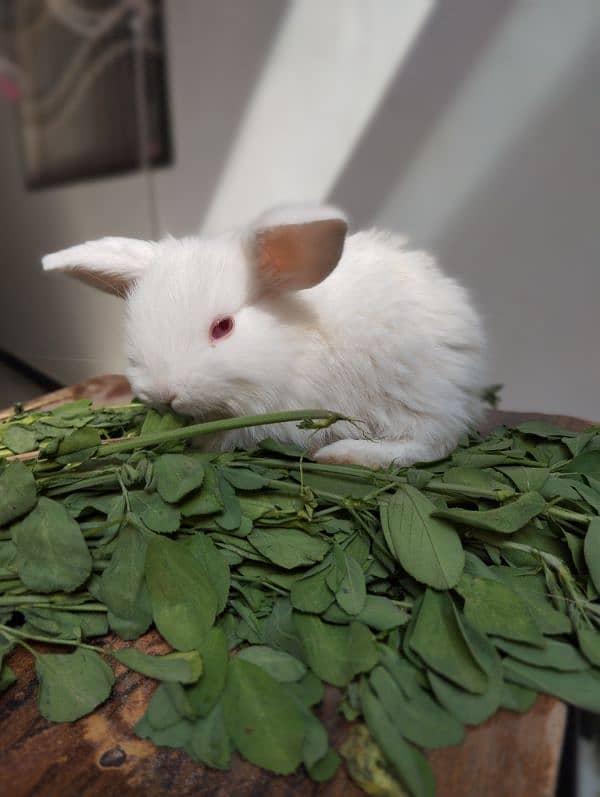 Holland Lop Rabbit Baby 30 Days Baby Beautiful 2