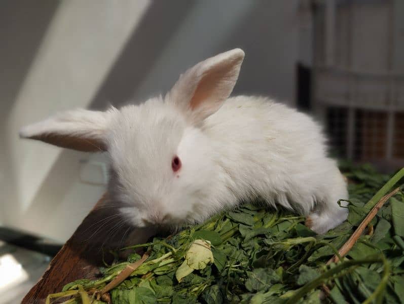 Holland Lop Rabbit Baby 30 Days Baby Beautiful 3