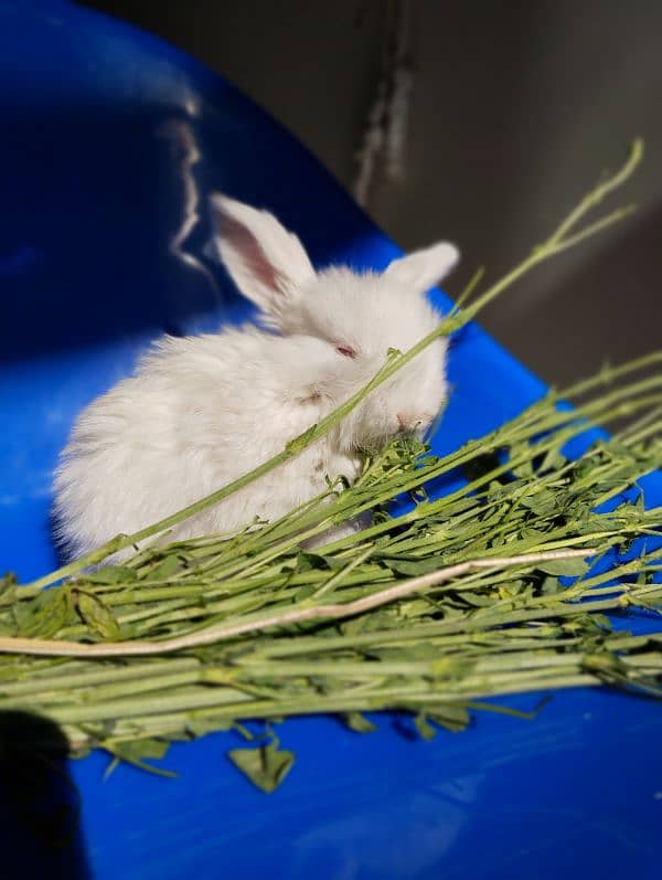 Holland Lop Rabbit Baby 30 Days Baby Beautiful 4