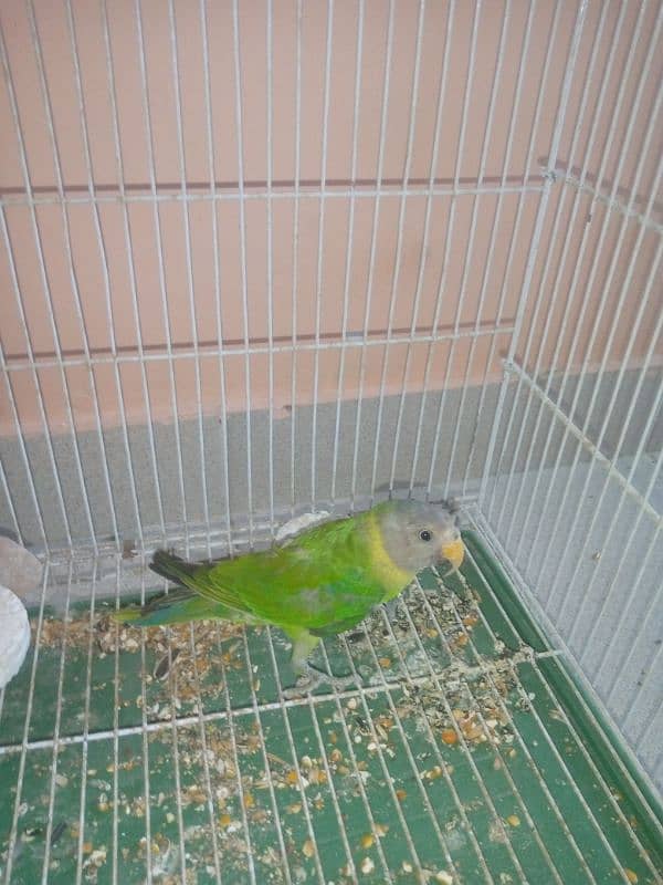 Plum headed parrot 0