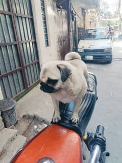 Female pug dog