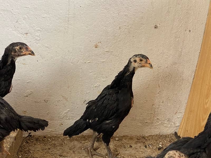 Shamo X Thai Aseel Pathay/Chicks 3