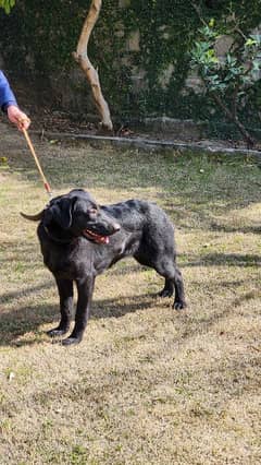 Labra Dog Female Imported