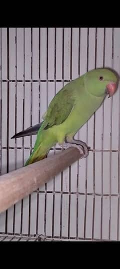 green ringneck female