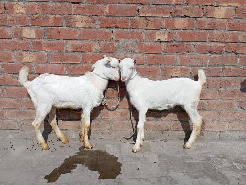 teddy barbari gulabi goat pink male female 0