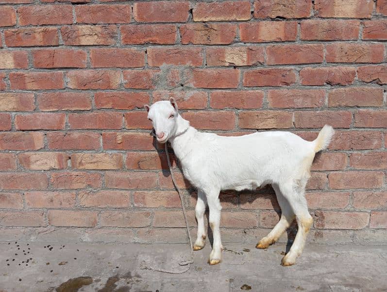 teddy barbari gulabi goat pink male female 1