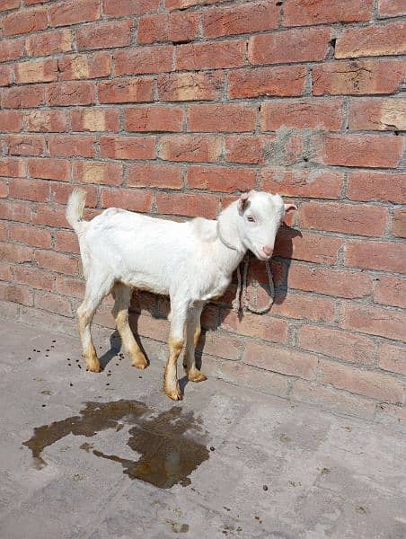 teddy barbari gulabi goat pink male female 4