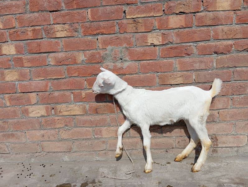 teddy barbari gulabi goat pink male female 5