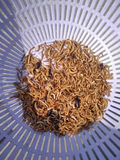 Mealworms