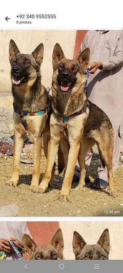 pure Bhagyary Pior 10 month sequrty dogs for sale