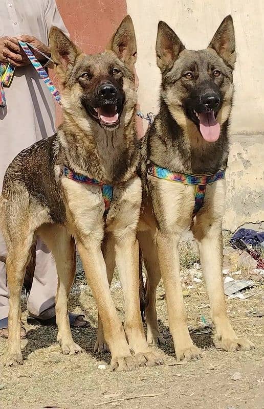 pure Bhagyary Pior 10 month sequrty dogs for sale 2