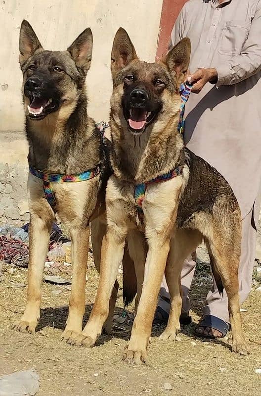 pure Bhagyary Pior 10 month sequrty dogs for sale 3