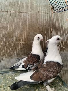 Sentinet Pigeons For Sale