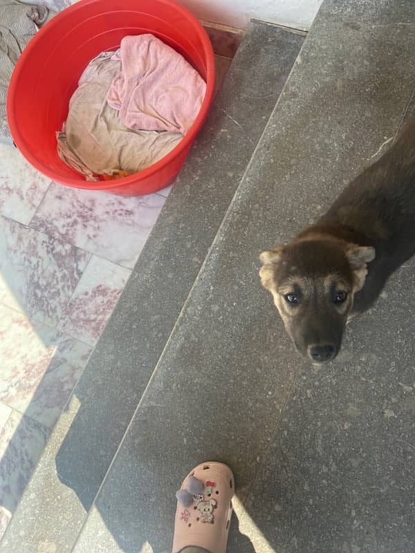 German shepherd puppies pair( male and female) 11