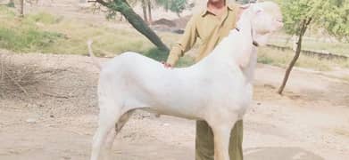 Rajanpuri Bakra For Sale (Call Me _03274139425)