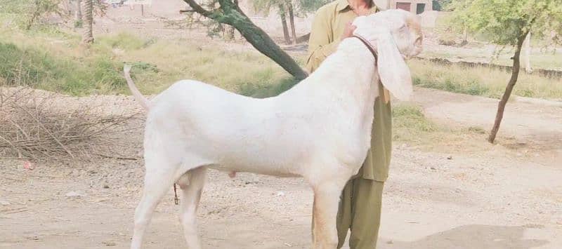 Rajanpuri Bakra For Sale (Call Me _03274139425) 2