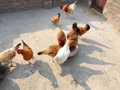 desi hen