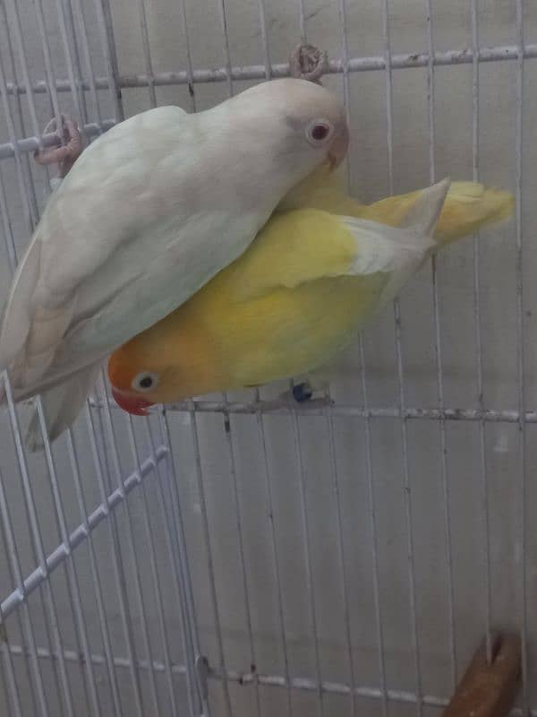 love birds albino decino palefellow 1