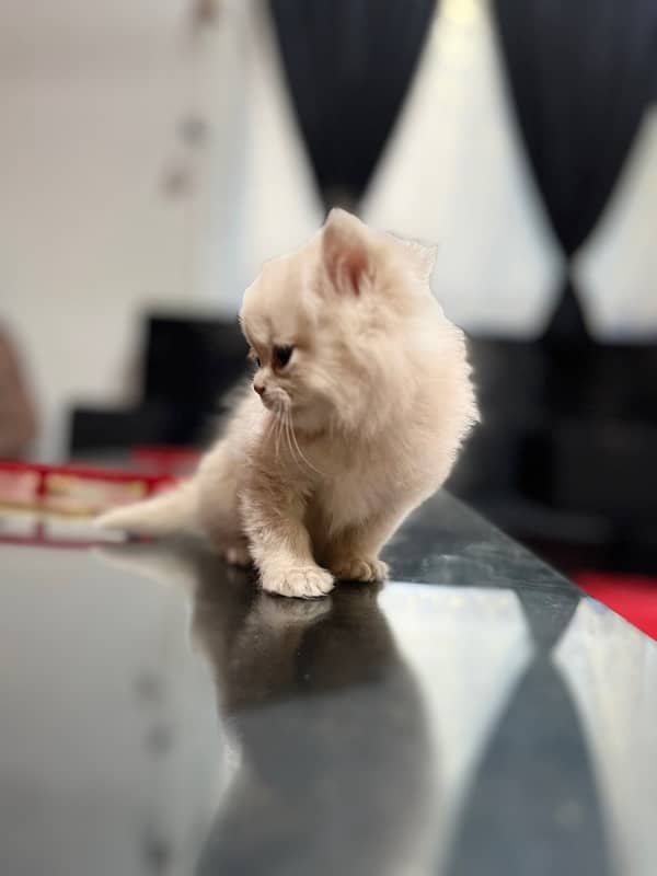 Tripple Coat Persian Kittens 5