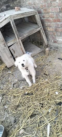 balu dog for sale