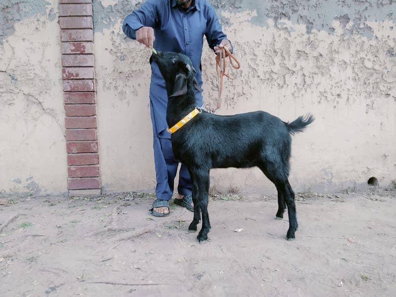 burbury goat for sale 3