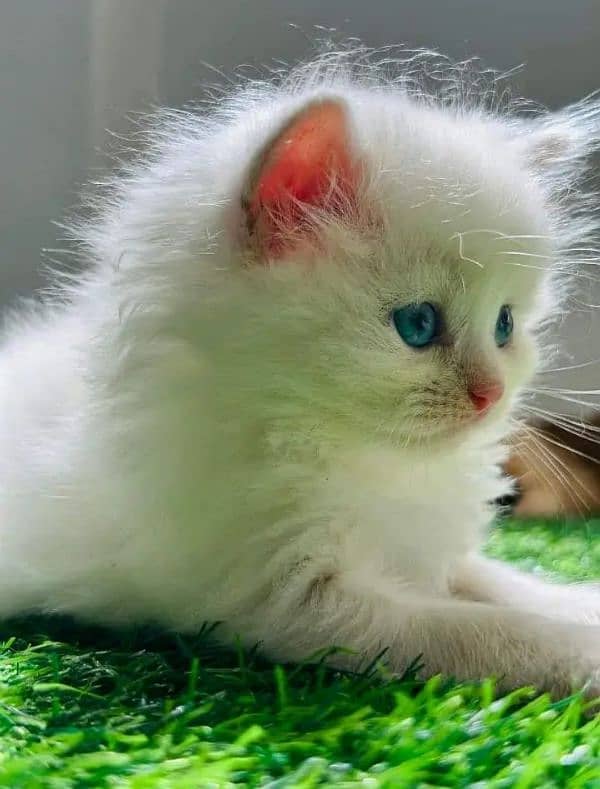 PERSIAN KITTEN CASH ON DELIVERY ALL PAKISTAN WHSTTAAPP 03249164526 0