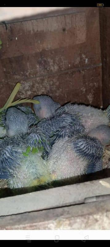 This Raw. Chicks   Per Chick Price 12000  For Contact 03214009979 3