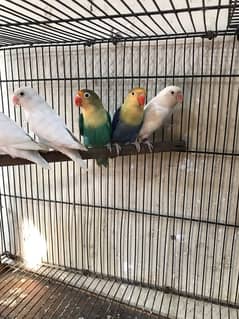 Parrot Pairs