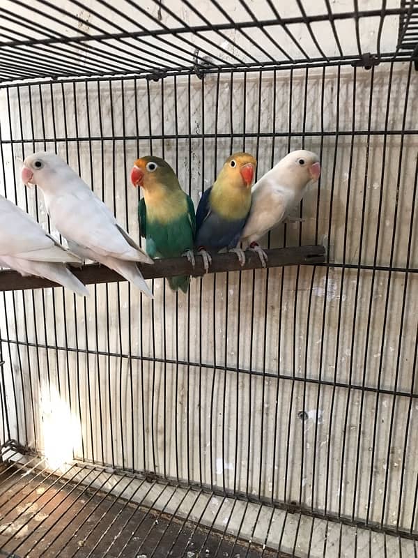 Parrot Pairs 0