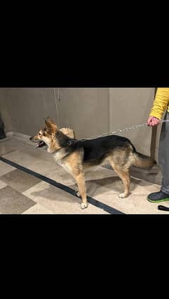 Alsatian/ Stock Coat German Shepherd
