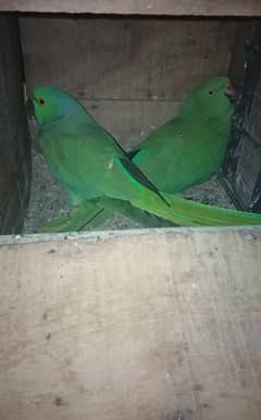 green parrot